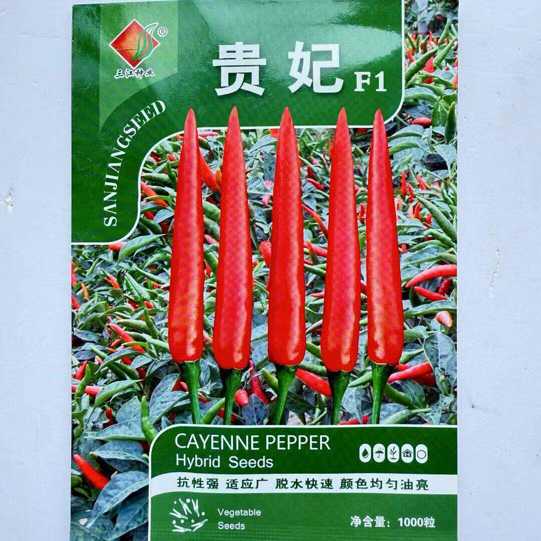 单生朝天椒种子贵妃辣椒杂交干鲜两用春秋蔬菜辣味浓生长强高产