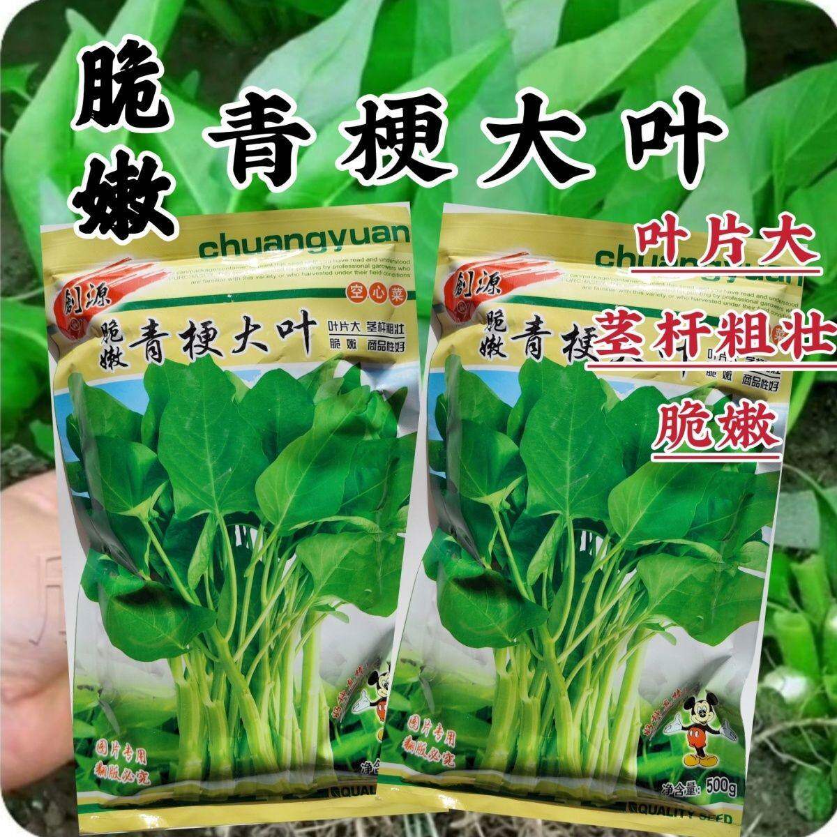 脆嫩青梗大叶空心菜种子圆叶空心菜柳叶大棚阳台盆栽四季蔬菜种籽
