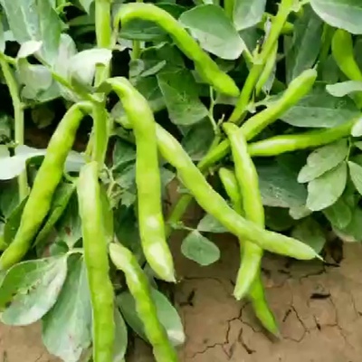 北斗七星蔬莱农家蔬菜菜籽种籽高产南方大大粒蚕豆型特大小种子孑