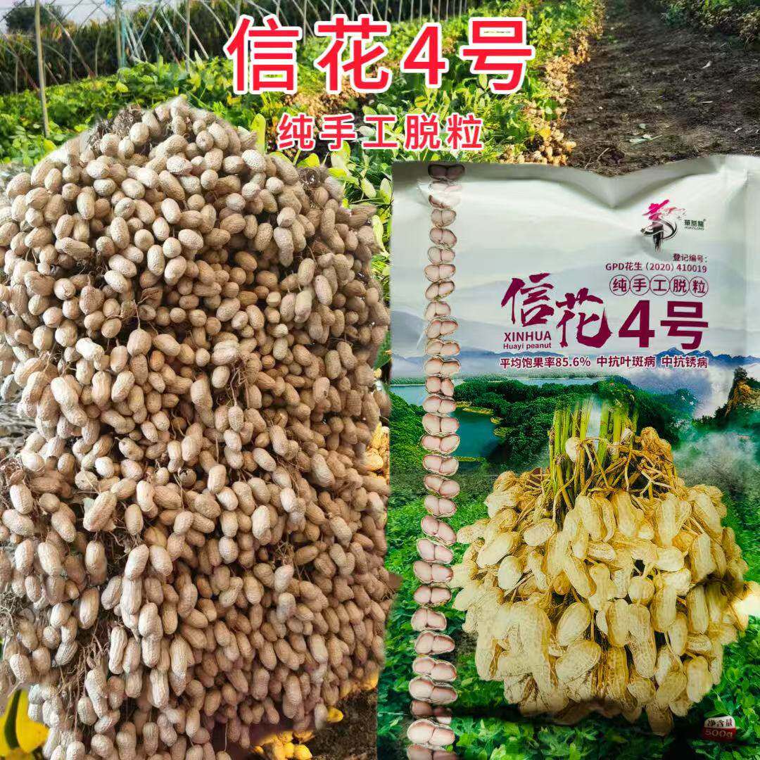 信研信花4号花生种子手工脱壳大田高产大粒花生长果籽早熟不落果