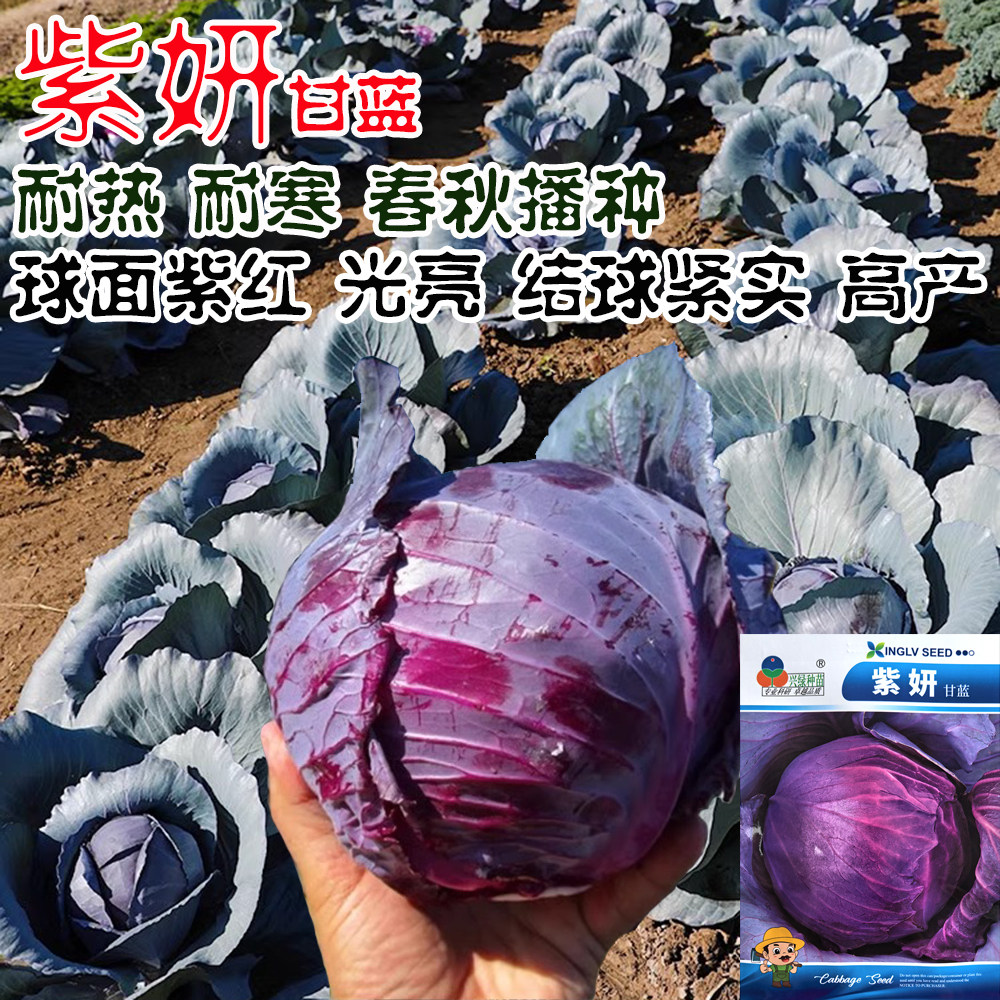 紫研紫甘蓝种子高产抗病耐热耐寒春秋播农家菜园基地种植蔬菜种子
