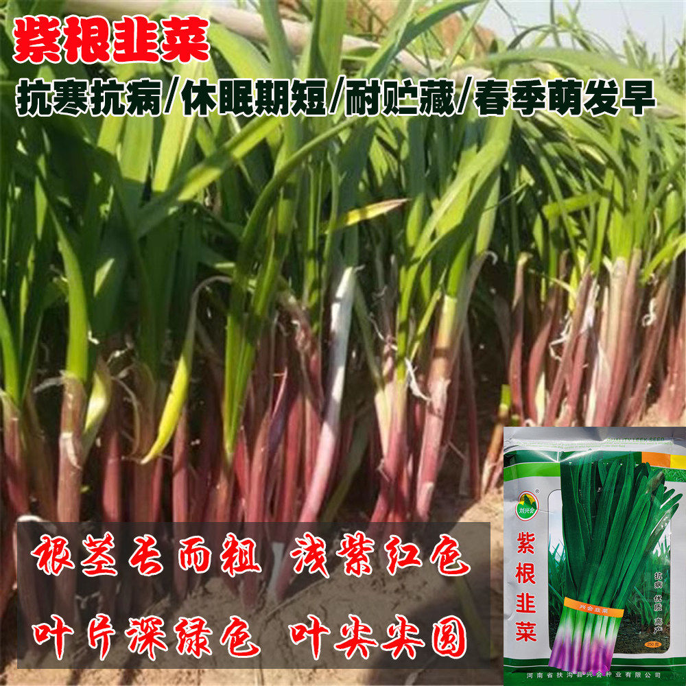河南紫根韭菜种子宽叶红根韭菜籽蔬菜种子大田基地室内外庭院易种
