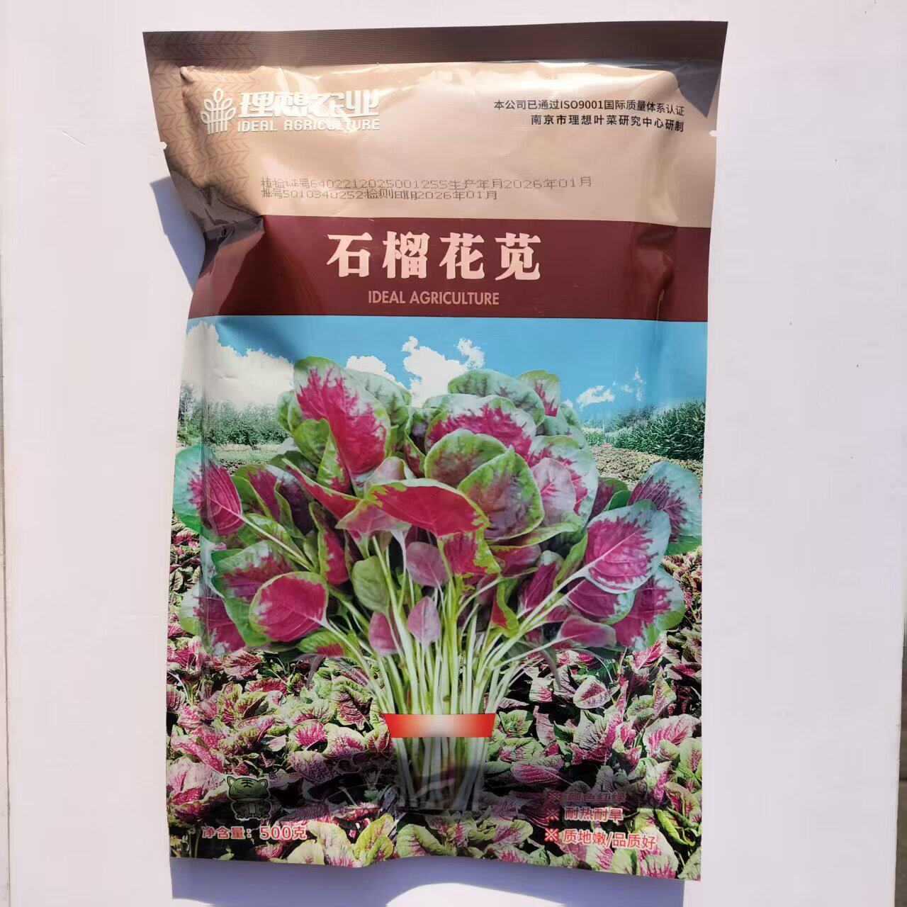 理想石榴花苋苋菜种子金品花红苋菜种籽野菜籽春秋冬季圆叶苋菜