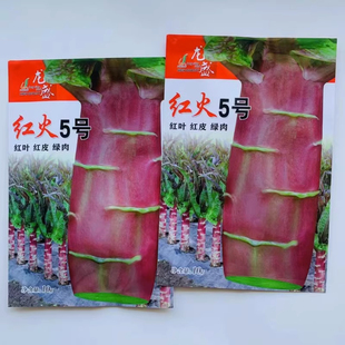 龙盛火红5号莴苣红尖叶紫红皮绿肉莴笋种子南北方春秋两季播蔬菜