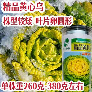 精品黄心乌种子高产耐寒秋季白菜青菜黄心菜乌塌菜籽秋播蔬菜种孑