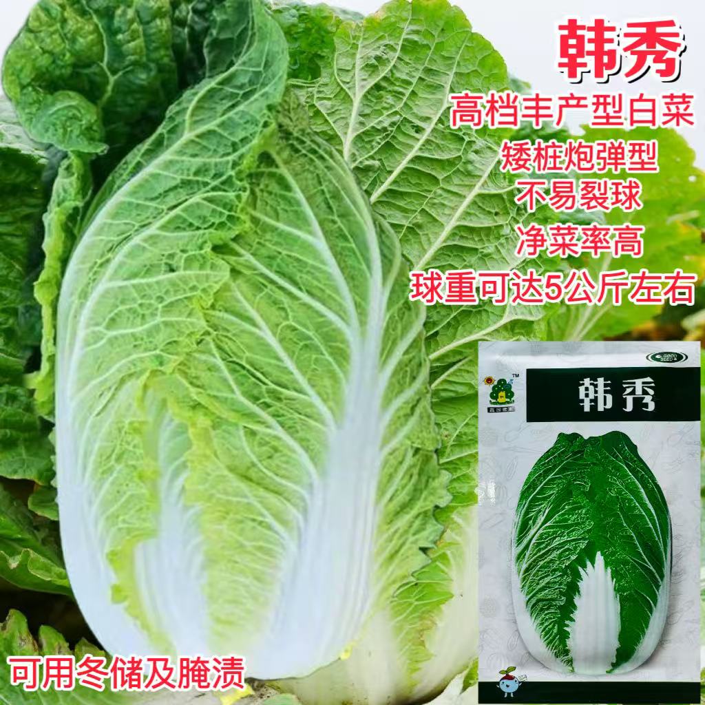 韩秀大白菜种子高档丰产型高产抗病耐热耐寒农家菜园种植蔬菜种子