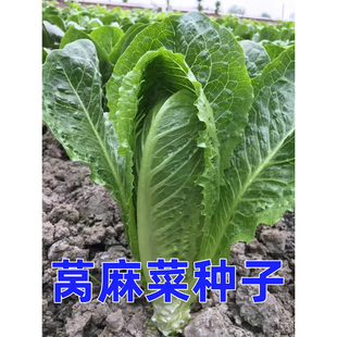 莴麻菜种子四季窝鸡菜种籽叶用莴苣曲麻菜种四川夏秋季四季播蔬菜