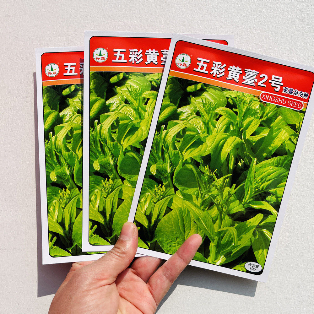 兴蔬五彩黄苔2号白菜苔种子极早熟45天甜脆菜心菜薹种籽大田种植