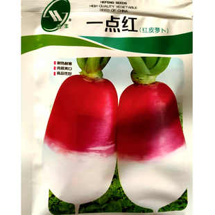 质地脆嫩红萝卜生长期一点半百短肉萝卜半红早熟白色蔬菜种子种子