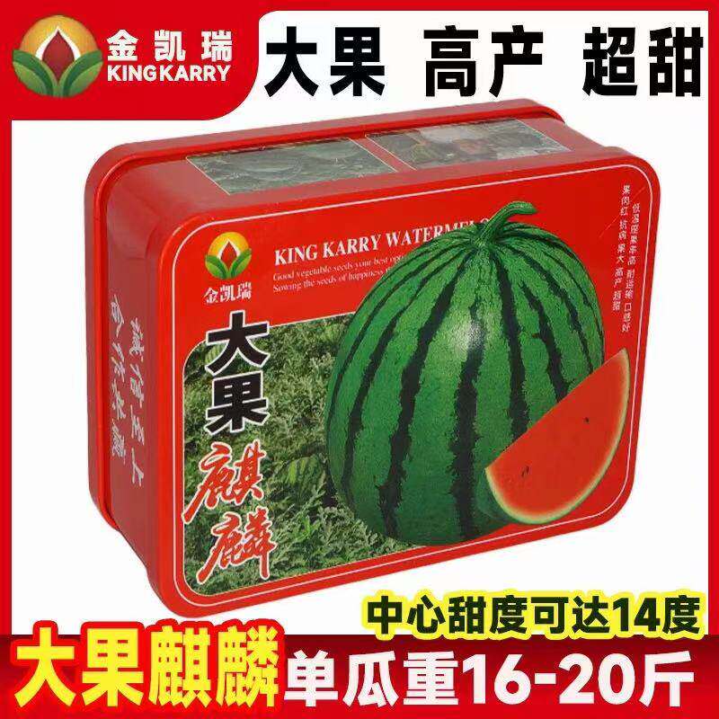 金凯瑞大果麒麟8424西瓜种子早熟高产南方新品种特大超甜西瓜种子