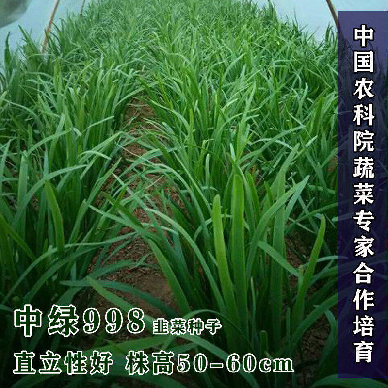 中绿998韭菜种子抗寒高产直立性好不休眠四季播家庭阳台河南韭菜