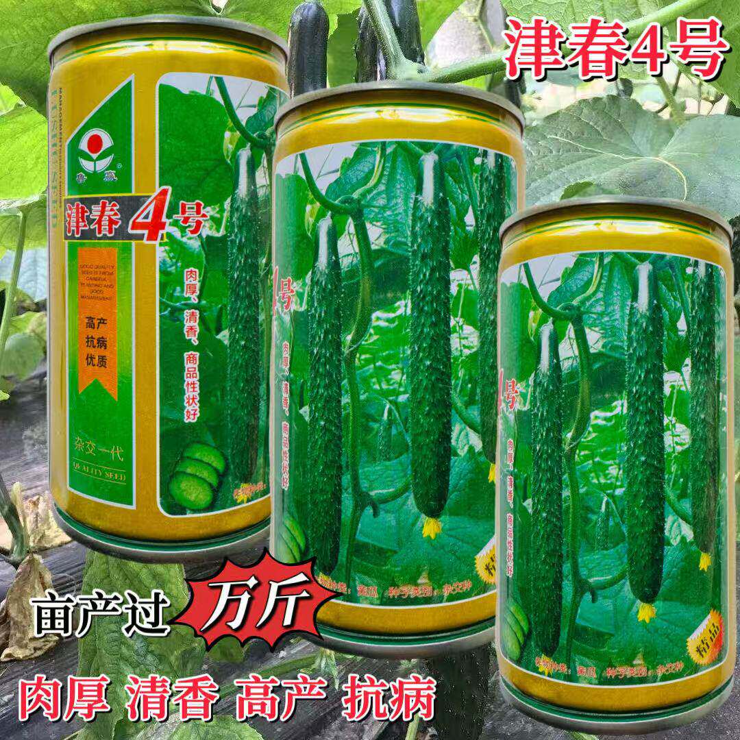 鲁赢津春4号黄瓜种子较早熟青皮绿肉长条青瓜种籽密刺抗病春秋播
