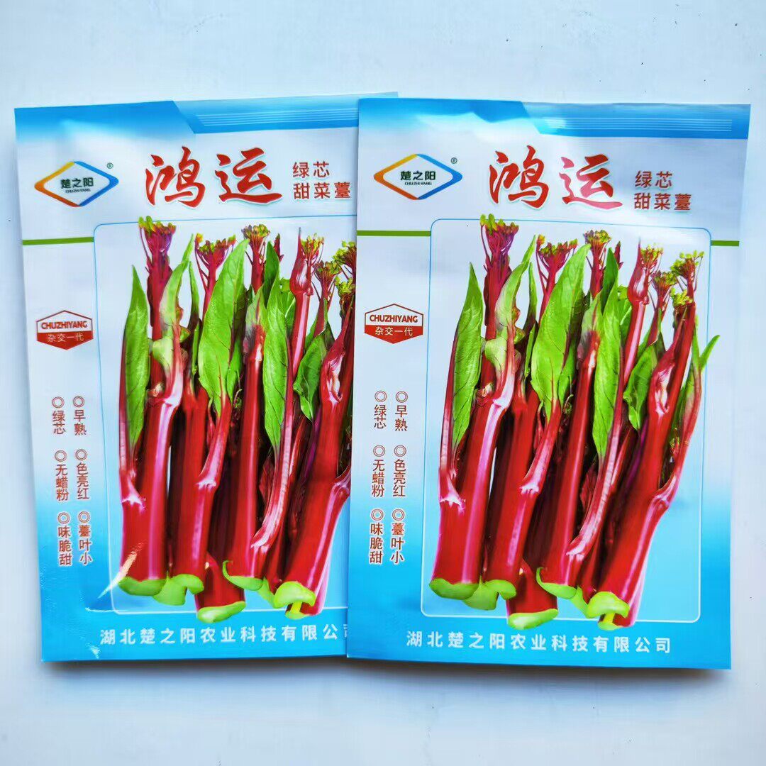 鸿运绿芯甜菜苔种子红菜苔种籽早熟高产无苦味无蜡粉紫菜心四季播