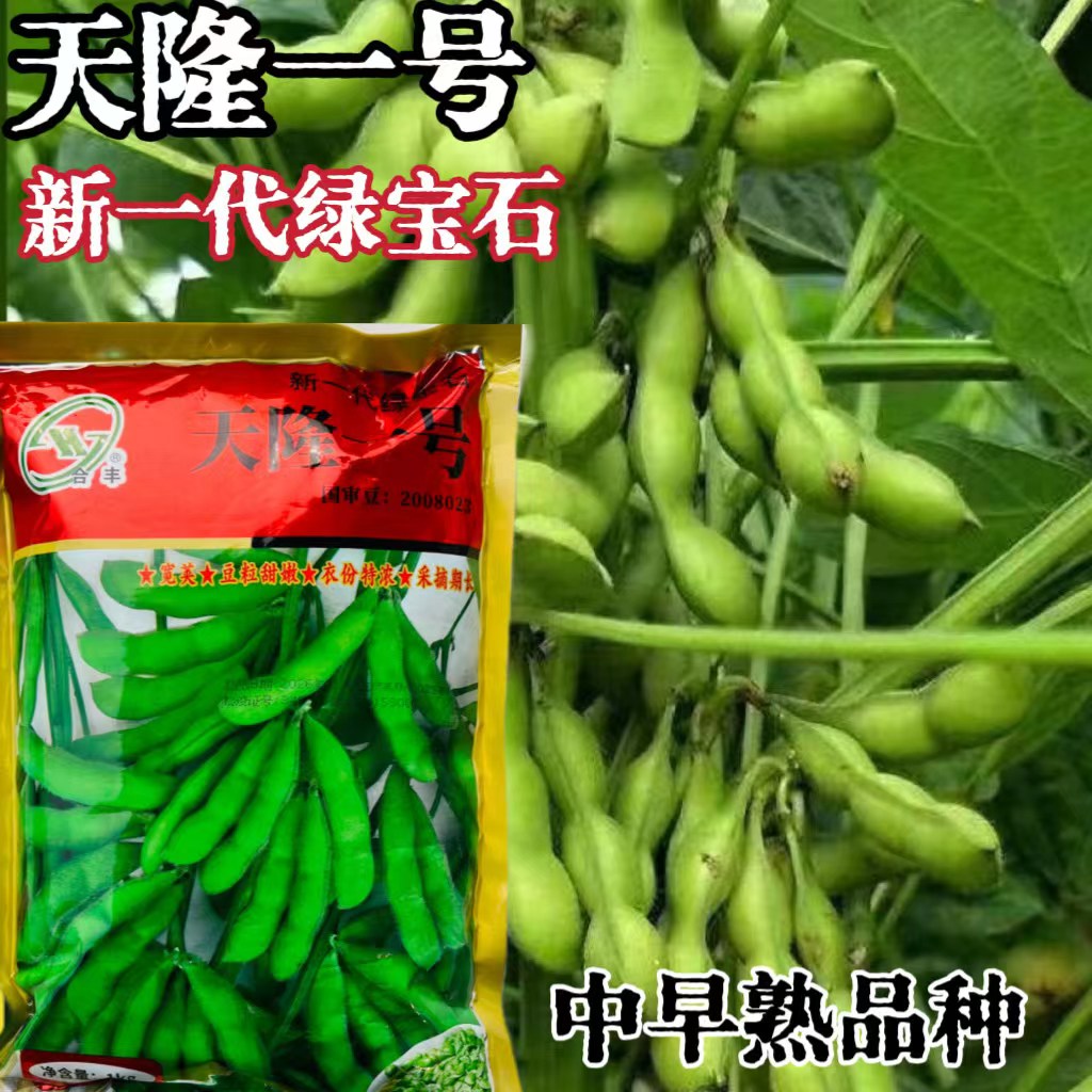 早熟毛豆种子早熟高产大荚菜青豆黄豆早熟高产鲜食豆春夏季播种