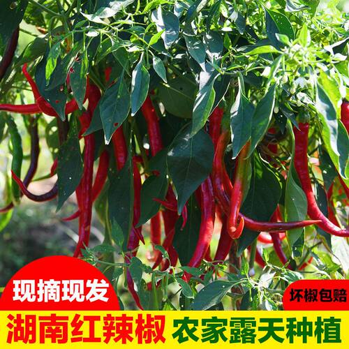 湖南本地红辣椒农家自种辣椒新鲜辣椒蔬菜剁辣椒泡椒专用材料包邮