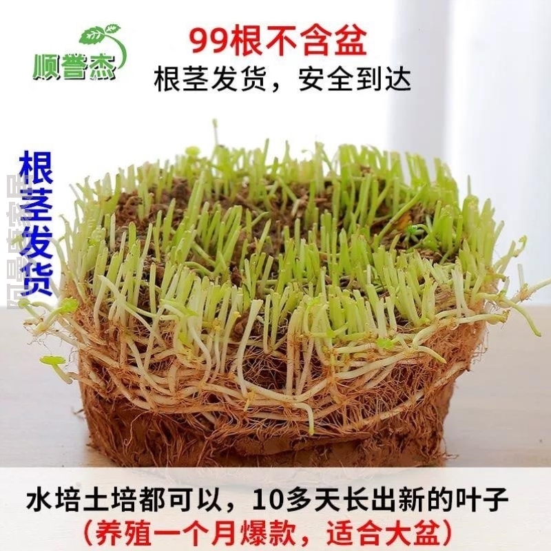 创意栽植铜钱草四季常青盆栽花好养招财水培通用办公室家居金钱草