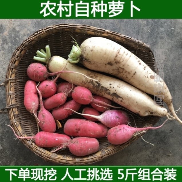 小萝卜红萝卜组合腌制泡菜白肉蔬菜水萝卜新鲜红皮白萝卜