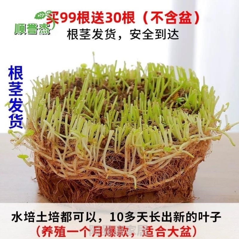 植物水培盆栽绿植金钱草水培植物庭院空气园艺办公室创意养植桌面