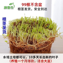 绿植招财铜钱草小绿植水培植物水养养水家用好养客厅家庭花器