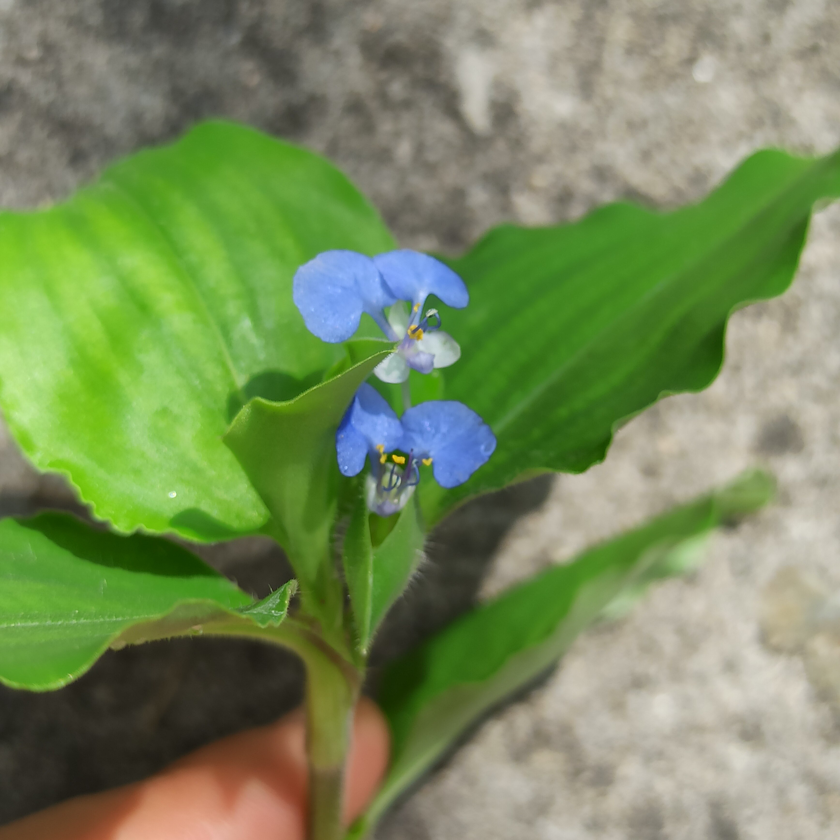 开蓝色花朵 圆叶鸭跖草小苗 饭包草 一年生草本中草药