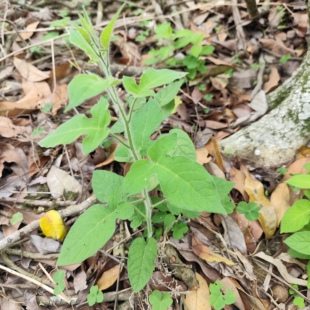 野生白毛藤种苗 白英小苗 新鲜现挖排风藤 中草药