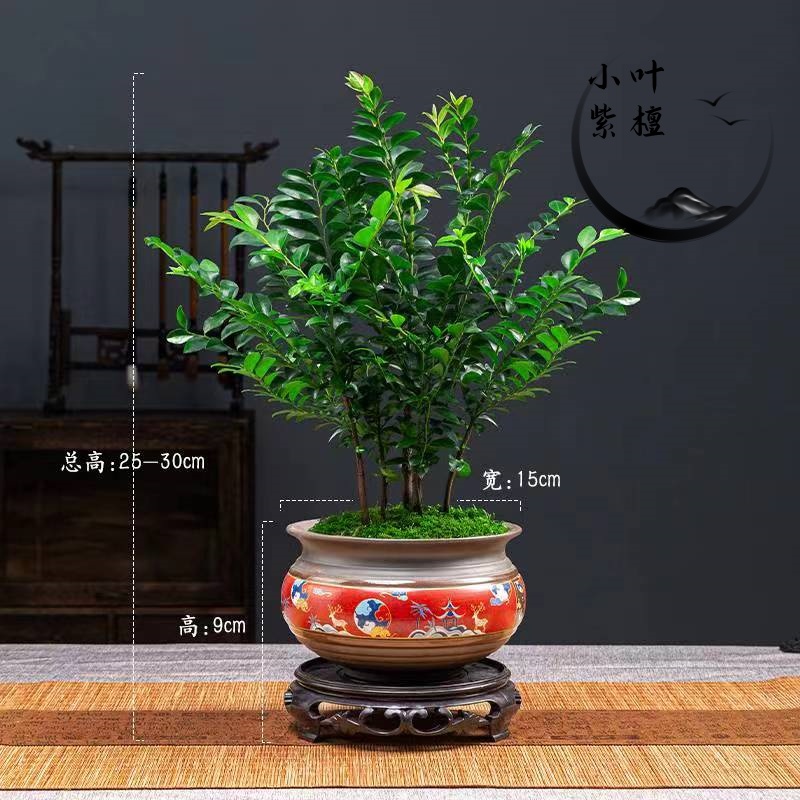 小叶紫檀盆景盆栽花卉室内玄关四季好养活办公室桌面老桩造型植物