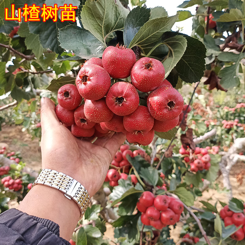 正宗大果山楂嫁接活苗