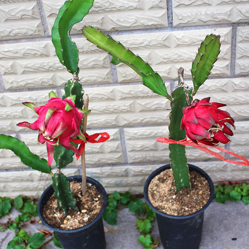 火龙果树果苗南方种植红心火龙果苗盆栽四季特大麒麟当年结果