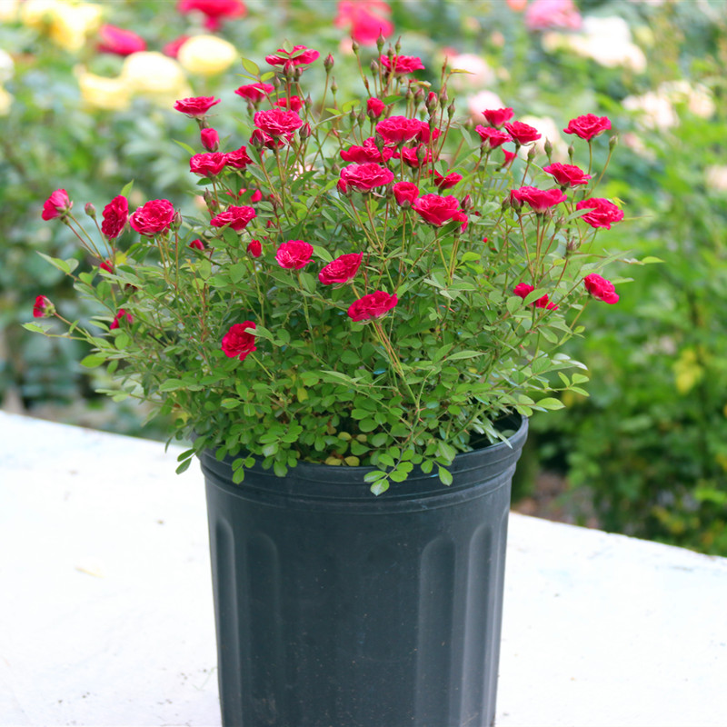 紫咲月季花苗多头阳台微型耐晒四季花卉室内盆栽绿植物须惠姬月季