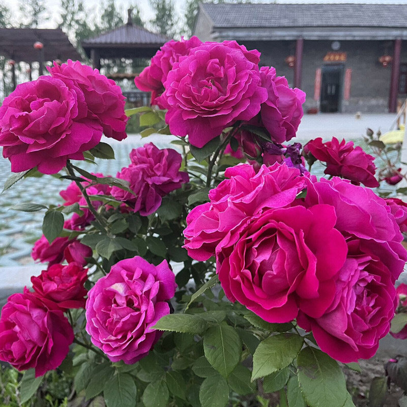 滇红玫瑰花大苗盆栽可食用玫瑰花月季/蔷薇/玫瑰