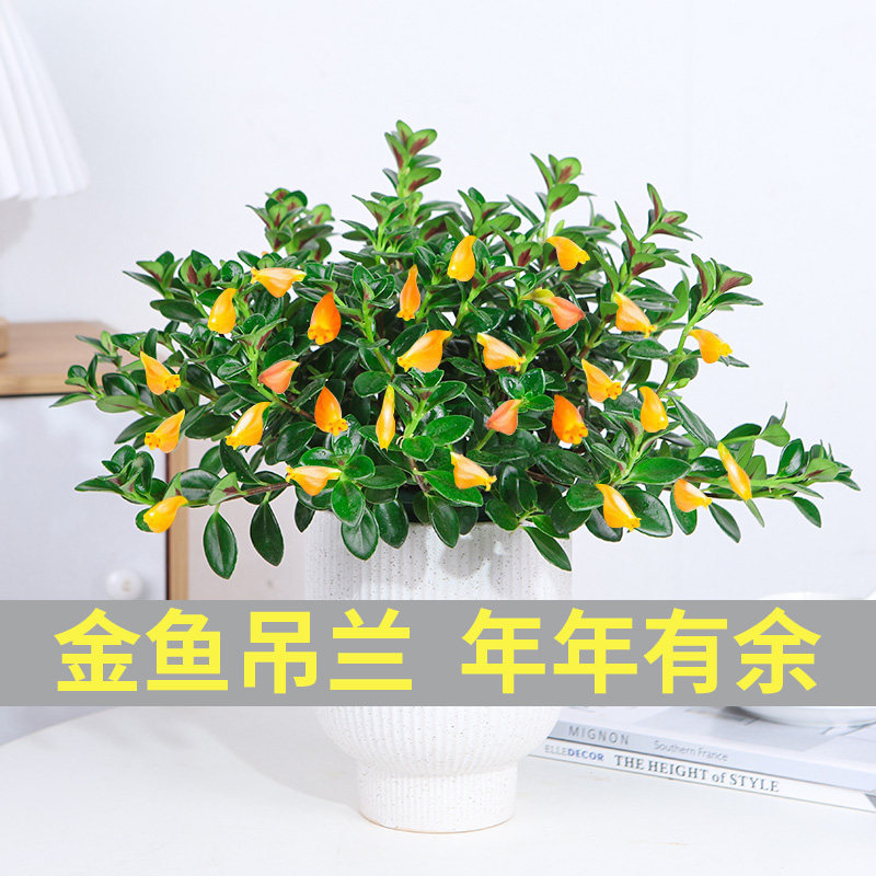 金鱼花吊兰盆栽年宵花招财植物室内办公室花卉四季开花进化空气
