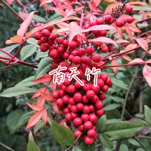 南天竹树苗盆栽火焰蓝天竹盆景苗耐寒观叶庭院阳台室内植物花卉