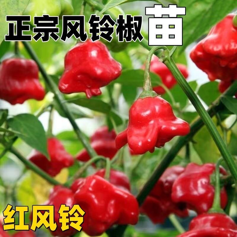 笙之耕风铃椒秧苗特色早熟正宗观赏辣椒种子观赏可食用蔬菜种苗