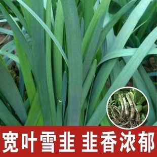 高产大叶韭菜种苗白根韭菜根苗小紫根农家春秋四季蔬菜苗带土发货