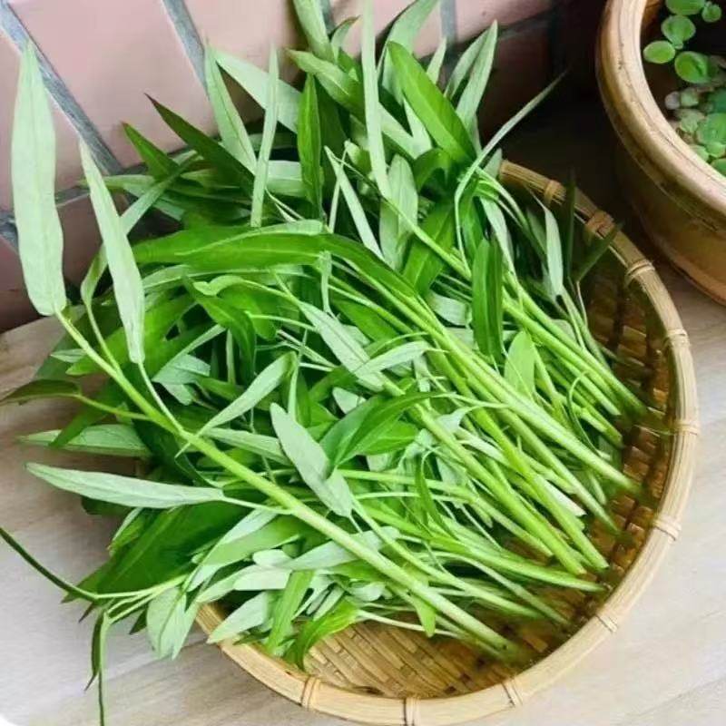 三叉空心菜种苗通心菜种籽四季高产阳台带土发货菜籽种蔬菜种苗,鲜花速递/花卉仿真/绿植园艺,家庭园艺种子,淘宝优惠券,粉丝福利购,淘宝优惠卷