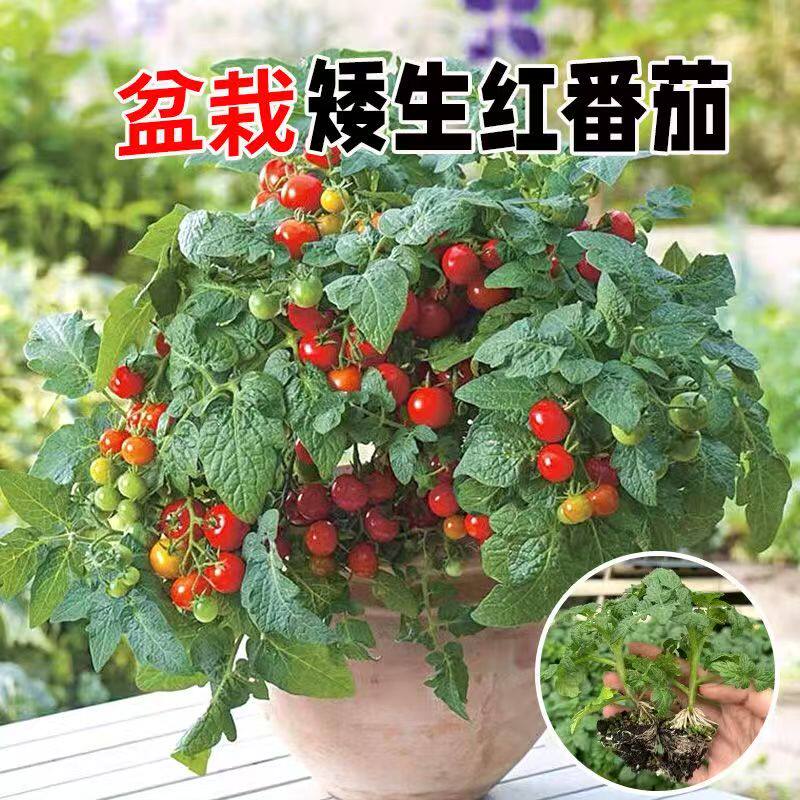矮生番茄苗秧苗小番茄西红柿苗草莓番茄苗蔬菜苗幼苗阳台盆栽包邮
