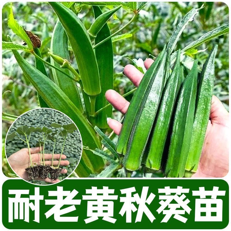 笙之耕耐老黄秋葵苗种苗春季播种阳台蔬菜种苗新手易种,鲜花速递/花卉仿真/绿植园艺,家庭园艺种子,淘宝优惠券,粉丝福利购,淘宝优惠卷