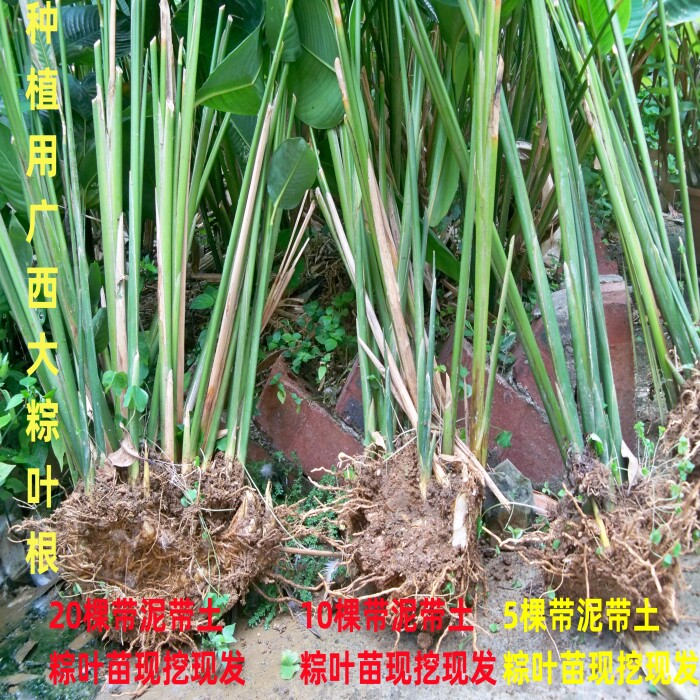用于种植新鲜粽叶根广西大粽叶苗现挖发货裹蒸粽柊叶苗非箬叶包邮
