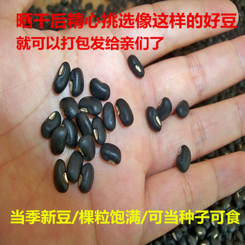 当季广西马山肾形5斤包邮黑豆
