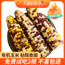 无糖精加热即食 天勤粒粒净花甜粘玉米新鲜彩糯玉米棒段真空包袋装