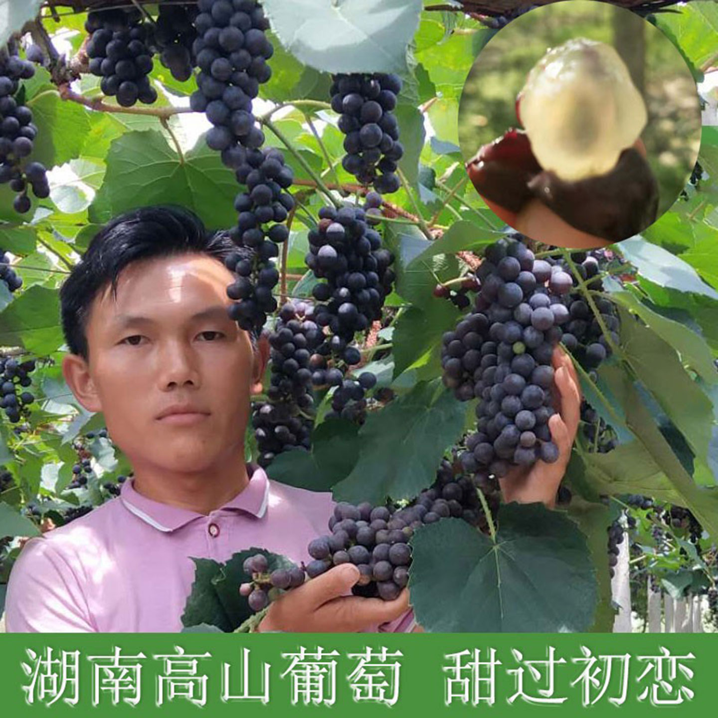 湖南高山葡萄小颗粒刺野葡萄自制葡萄酿酒农家自种新鲜葡萄4斤邮