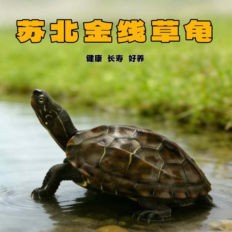 金线草龟情侣乌龟活物中华草龟活体外塘长寿招财镇宅风水龟宠物龟