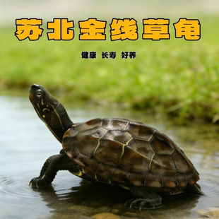 金线草龟情侣乌龟活物中华草龟活体外塘长寿招财镇宅风水龟宠物龟