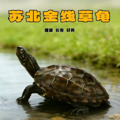 金线草龟情侣乌龟活物中华草龟活体外塘长寿招财镇宅风水龟宠物龟