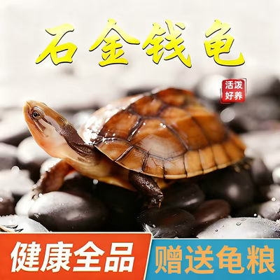 乌龟纯种石金钱龟乌龟活体