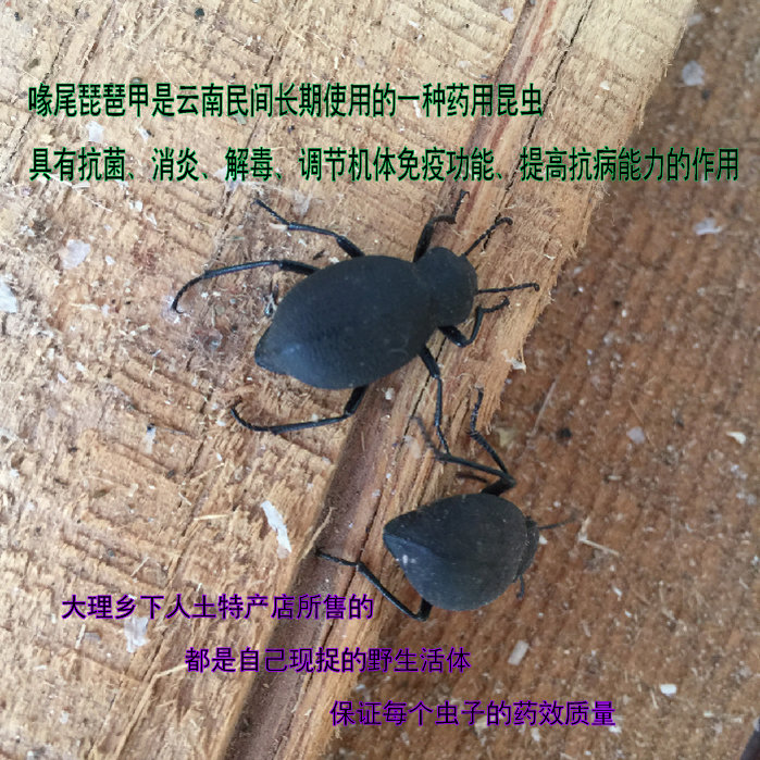 2026新鲜活体医疗云南野生琵琶甲臭壳子虫包邮杀菌消炎500只
