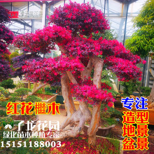 红花檵木别墅大型地景造型树盆景