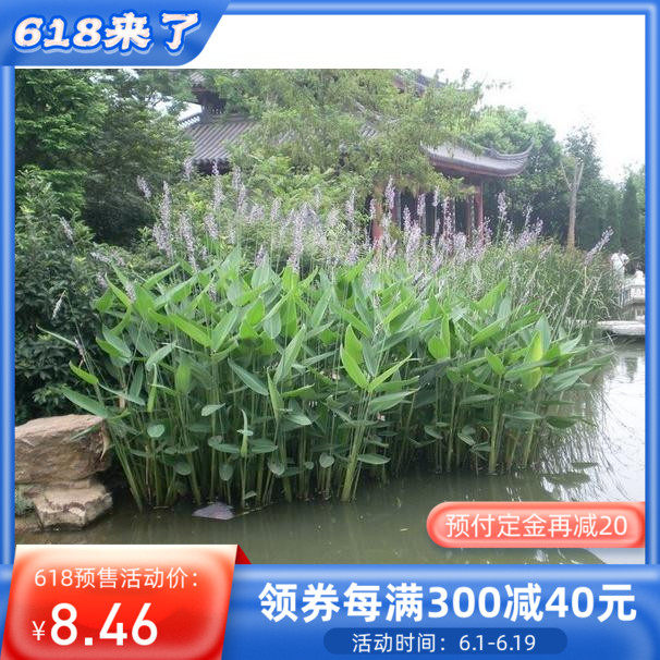 水生池塘再力花苗水竹花叶芦竹千屈菜黄菖蒲苗美人蕉芦苇植物池塘