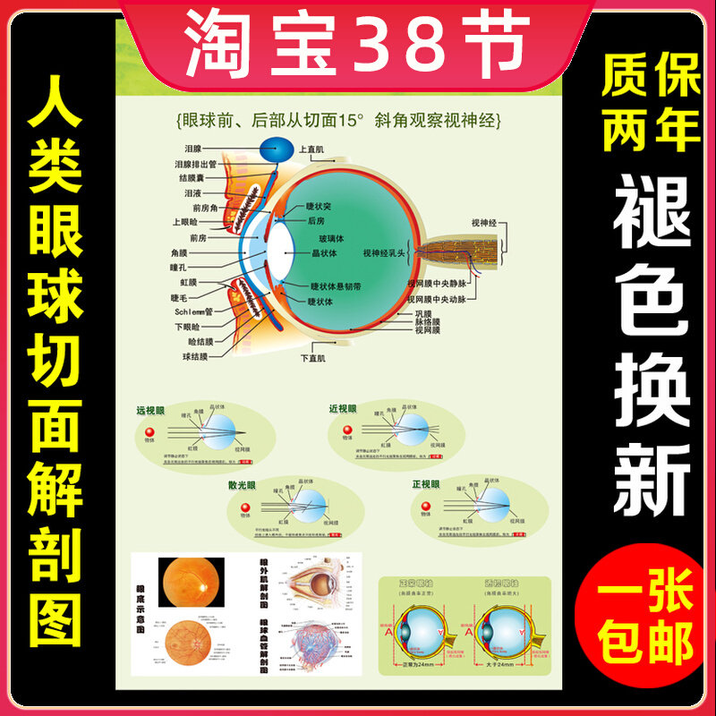 医院眼科眼睛结构挂图眼球切面解剖剖面图人体眼部概观全息图墙贴