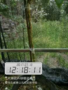 实拍甩卖绿植高本单瓣笔尖茉莉茶叶花香味扑鼻原盆原土打木框发货